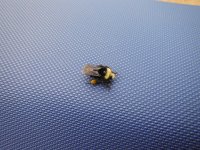 DSCF0143.JPG DSCF0143.JPG