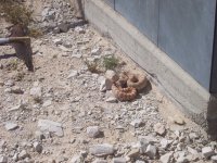 AndersonMemorialDay09034.jpg AndersonMemorialDay09034.jpg