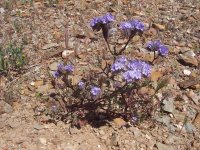 FootballFieldApril2010 054.jpg