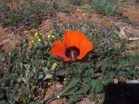 FootballFieldApril2010 053.jpg