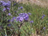 FootballFieldApril2010 076.jpg