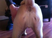 dogbuttjesus.jpg