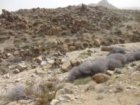 Big Dans Return of Timo 001.JPG