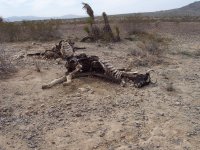 Stoddard Valley B'day '08 005.jpg