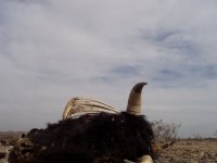 Stoddard Valley B'day '08 007.jpg