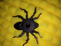 Spider.JPG
