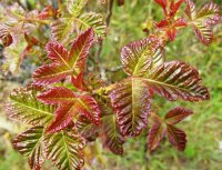 poison-oak-1.jpg