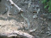 126-2681_IMG.JPG 126-2681_IMG.JPG