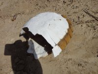 huskysolo 061.JPG huskysolo 061.JPG