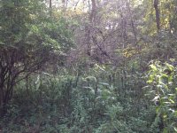 IMG_0442.JPG IMG_0442.JPG