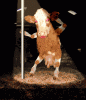 dancingcow.gif dancingcow.gif