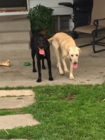 hendrix and finn.JPG