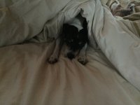 image.jpeg image.jpeg