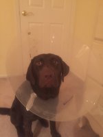 image.jpeg image.jpeg