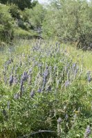 Bishop 2016 (33).jpg Bishop 2016 (33).jpg