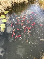 KoyPond.jpg KoyPond.jpg