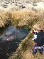 TadpoleKoy.jpg TadpoleKoy.jpg