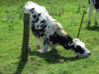 Cattle_eating_grass_through_barbed_wire_fence.jpg