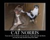 Funny-Mill-Funny-Cats-Collection-pic-22.jpg