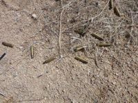 CopperCity 32612 034.JPG