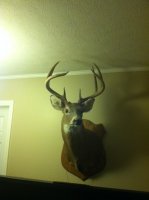 randy 8 pointer.JPG randy 8 pointer.JPG