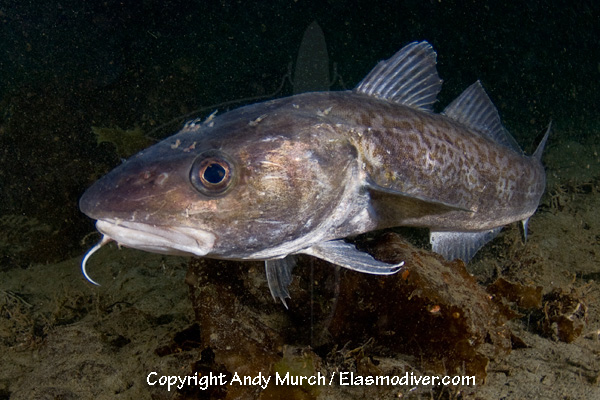 Pacific_Cod_008.jpg