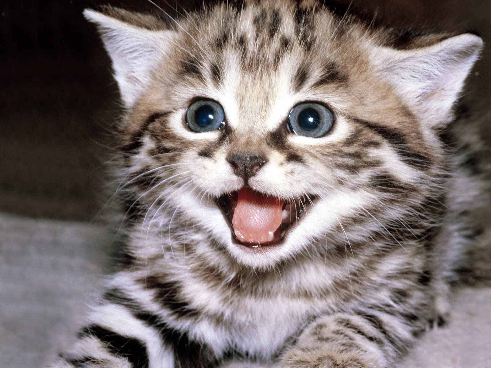 cutekitten8.jpg