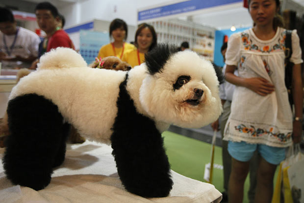 panda-dog-4.jpg