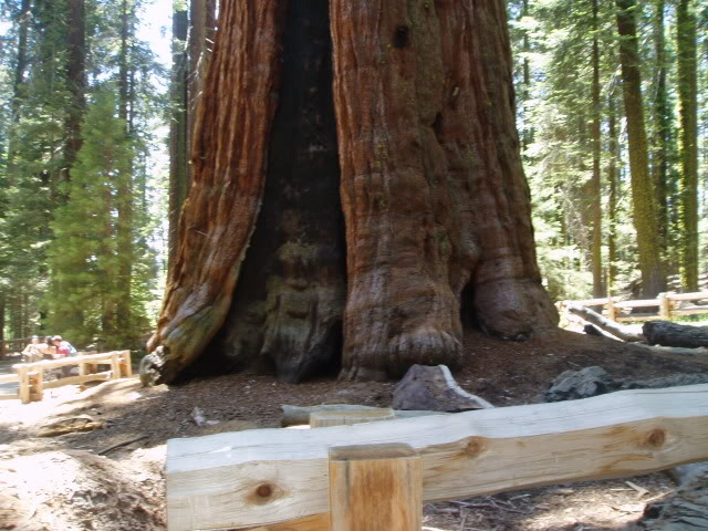 07sequoia018.jpg