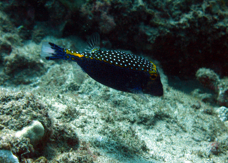 Hawaiifish014.jpg