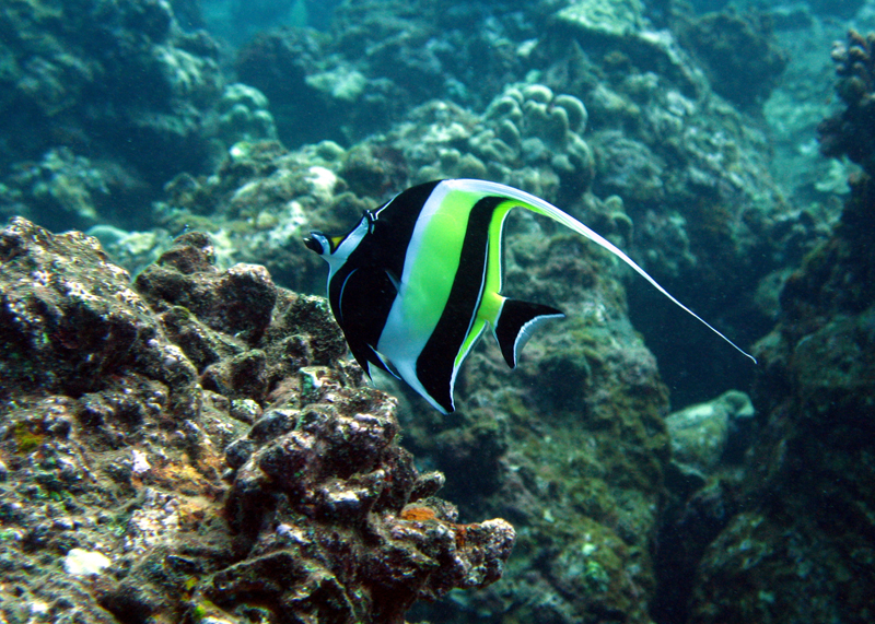 Hawaiifish010.jpg