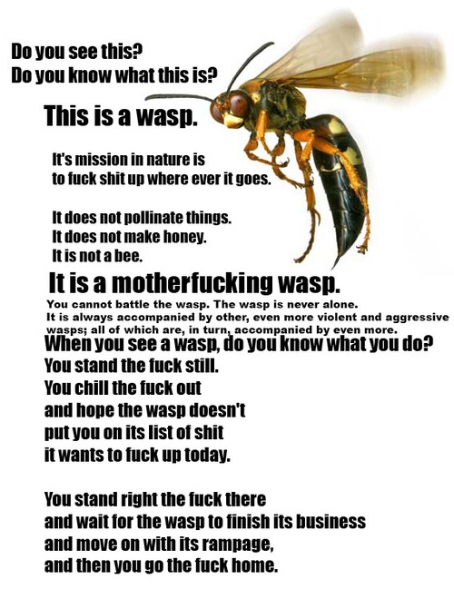 f-wasps-chill-out-mission.jpg