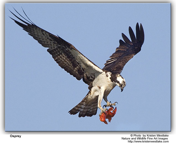 osprey2.jpg