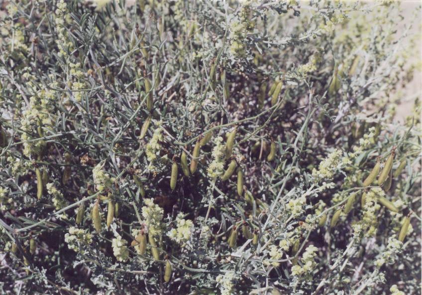 Astragalus_jaegerianus_in_Ambrosia_dumosa_showing_fruits.jpg