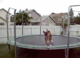 1242138450_dog_on_a_trampoline.gif