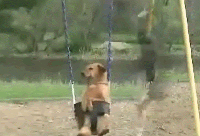dogswing.gif